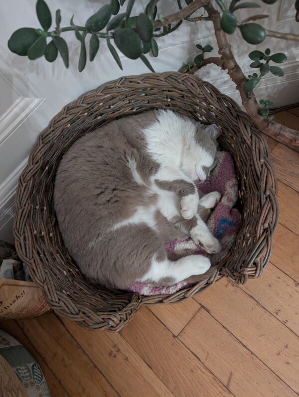 Cat Bed - Leabaidh a' Chait - Image 5