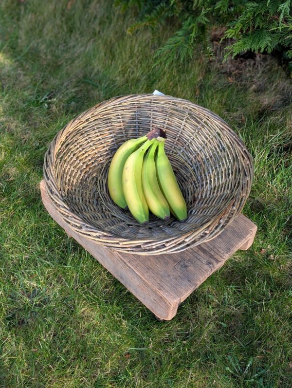 Fruit Bowl - Am Meas - Image 2